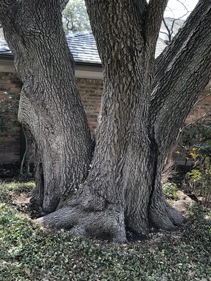 Mature heritage tree close to a Saint Paul property cared for by certified arborists